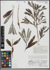 Foto von Salix viminalis L.